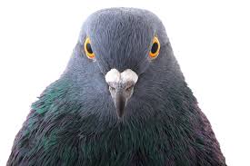 pigeon