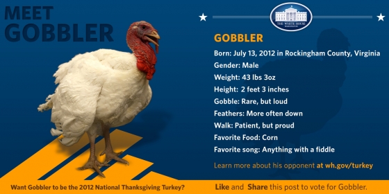 Pardon my Turkey gobbler