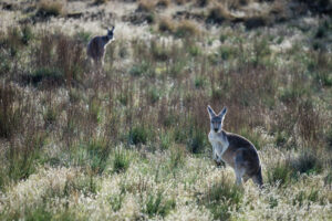 Flinders Ranges, South Australia