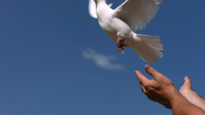 Bird flying away like stress when you let it go 