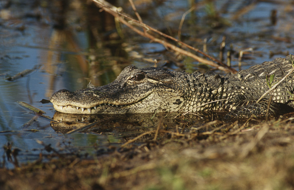 alligator lying on edge of water