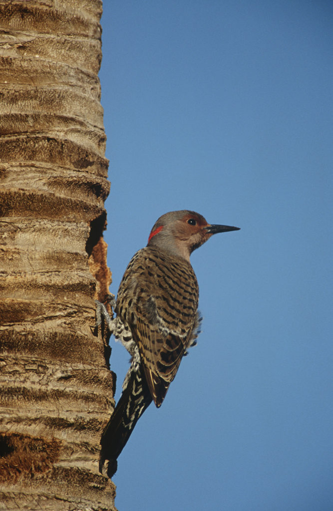 bird on side of palm tree