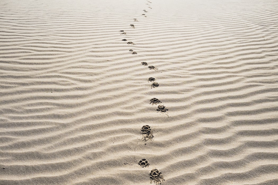footsteps in the sand
