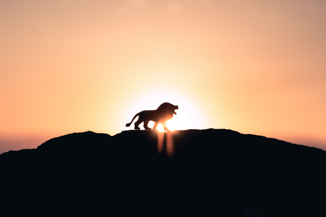 lion silhouette at sunrise