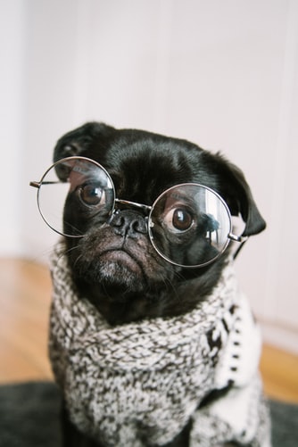pug wearing a scarf and glasses