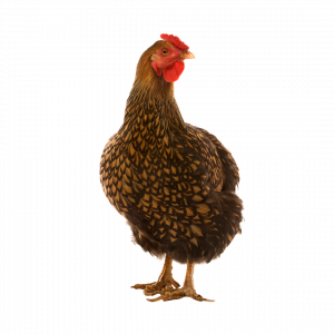The Chicken in a Company Culture Discussion | A Live Chicken