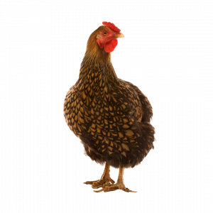 The Chicken in a Company Culture Discussion | A Live Chicken