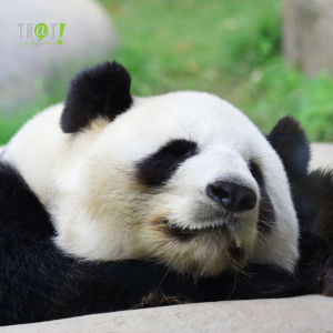 Recovering from A Panda Hit | A Panda Sleeping